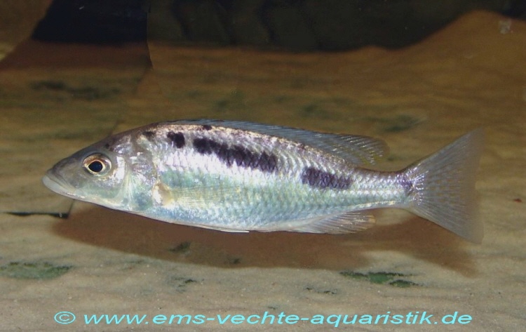 Mylochromis gracilis